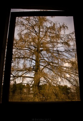 В. Ведренко писал - "Сегодня Радуница - налаживается связь времён. <br />Живая связь существует (ещё) в Жемыславле. <br />На рисунке усадьбы Н.Орды середины19 в. возле портика изображено маленькое дерево. <br />Сегодня - это мощная ветвистая лиственница. Живая."<br />http://forum.znyata.com/viewtopic.php?f=12&t=20520&start=675