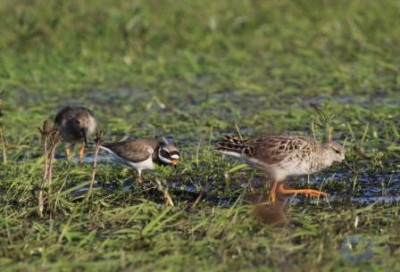 галстучник