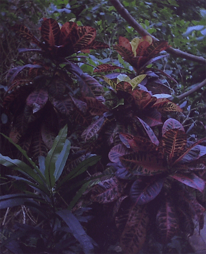 Тут на листике зверушка стоит, правда плоховато видно)), маскируется)