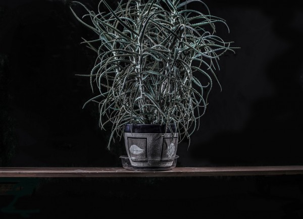 7.Вазон. 2014год. Пигментная печать. 62х45см<br /> Это растение называется алоэ. Ему тридцать с небольшим лет. <br />Моя жена после нашей свадьбы взяла его у своей мамы. <br />Растение с тех далеких времен. Только горшки менялись.<br />Такой вазон в советские времена был почти у каждой семьи. <br />Алое лечебное, использовалось для заживления ран. <br />Очевидно, традиция идет с военных времен, когда с лекарствами было худо.<br /> (забота о здоровье)