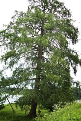 Таких лиственниц редко где увидешь )