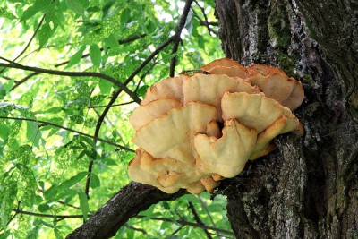 Грибов было не много, но большие